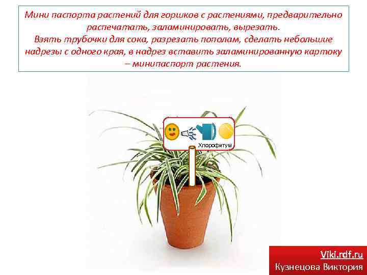Мини паспорта растений для горшков с растениями, предварительно распечатать, заламинировать, вырезать. Взять трубочки для