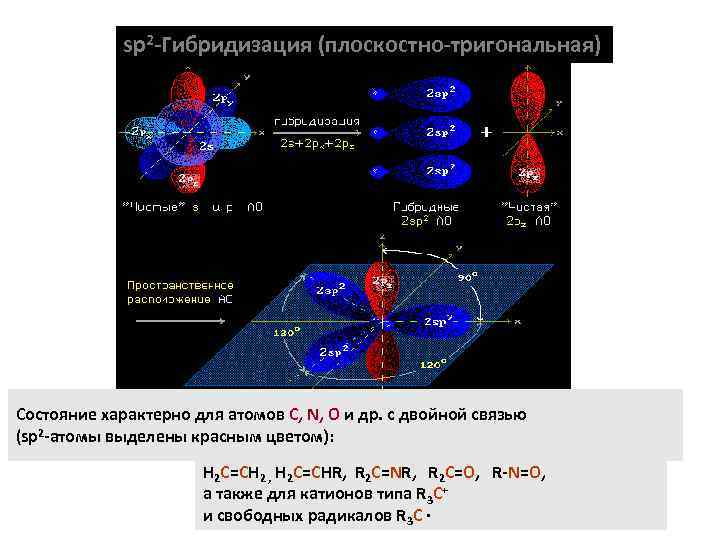 sp 2 -Гибридизация (плоскостно-тригональная) Состояние характерно для атомов С, N, O и др. с