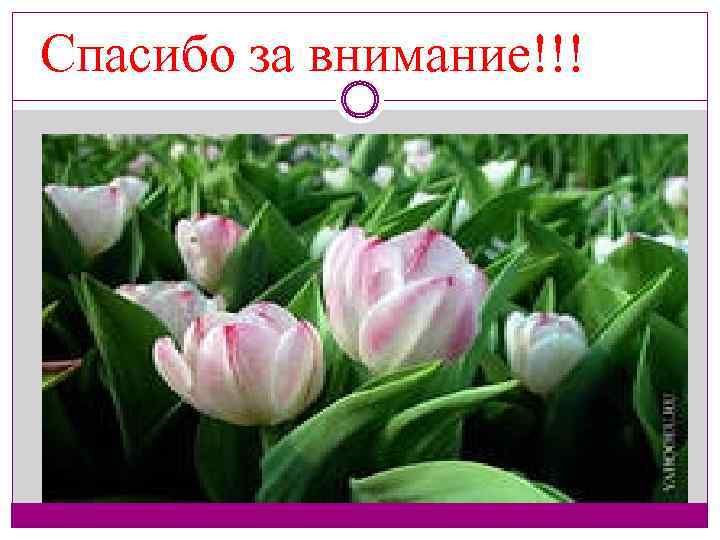 Спасибо за внимание!!! 