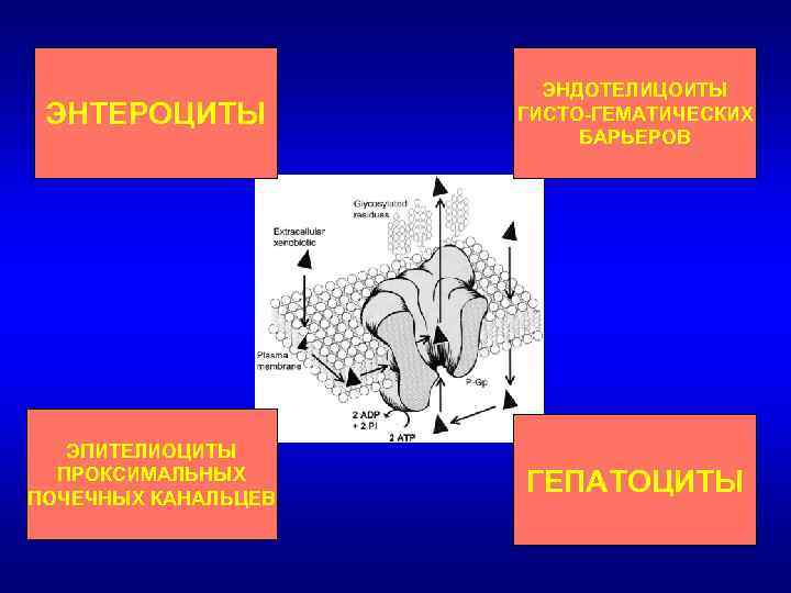 ЭНТЕРОЦИТЫ ЭНДОТЕЛИЦОИТЫ ГИСТО-ГЕМАТИЧЕСКИХ БАРЬЕРОВ ЭПИТЕЛИОЦИТЫ ПРОКСИМАЛЬНЫХ ПОЧЕЧНЫХ КАНАЛЬЦЕВ ГЕПАТОЦИТЫ 