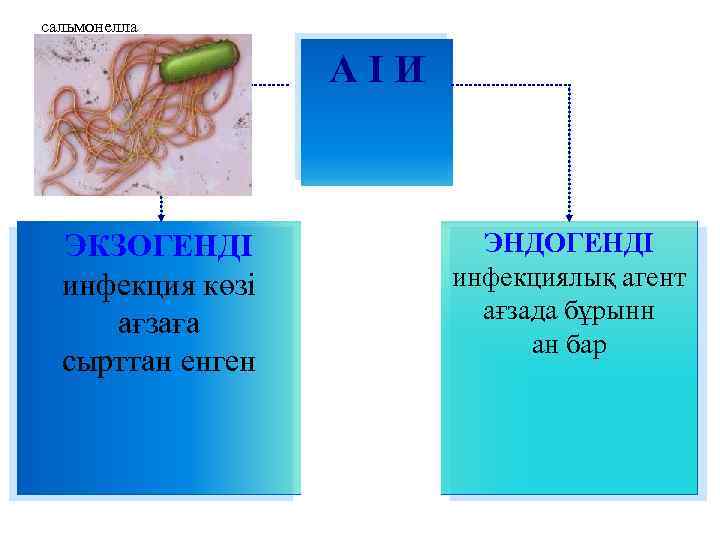 сальмонелла А І И ЭКЗОГЕНДІ инфекция көзі ағзаға сырттан енген ЭНДОГЕНДІ инфекциялық агент ағзада