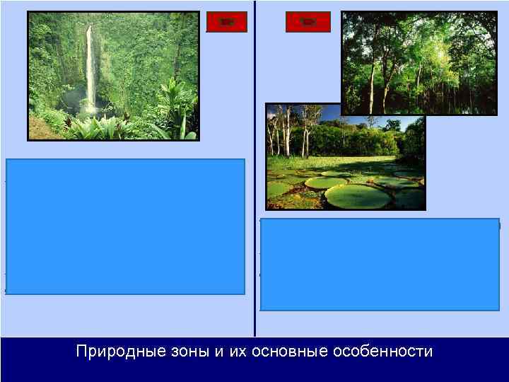 Растительный мир Косты небогат, на западных склонах Анд — кустарники и кактусы. На севере