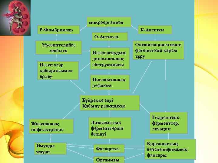 микроорганизм Р-Фимбриялар К-Антиген О-Антиген Уроэпителийге жабысу Несеп ағар қабырғасымен өрлеу Несеп ағардын динамикалық обструкциясы