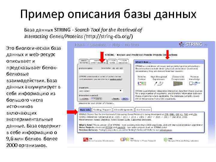 Пример описания базы данных База данных STRING - Search Tool for the Retrieval of