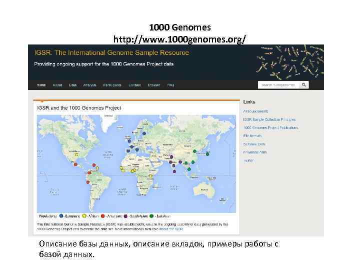 1000 Genomes http: //www. 1000 genomes. org/ Описание базы данных, описание вкладок, примеры работы