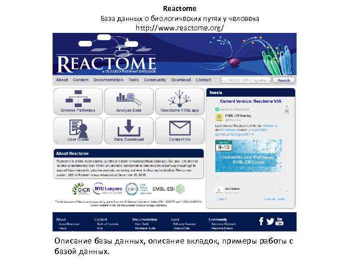 Reactome База данных о биологических путях у человека http: //www. reactome. org/ Описание базы