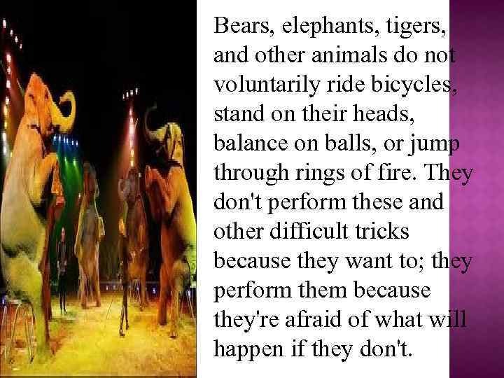 Bears, elephants, tigers, and other animals do not voluntarily ride bicycles, stand on their