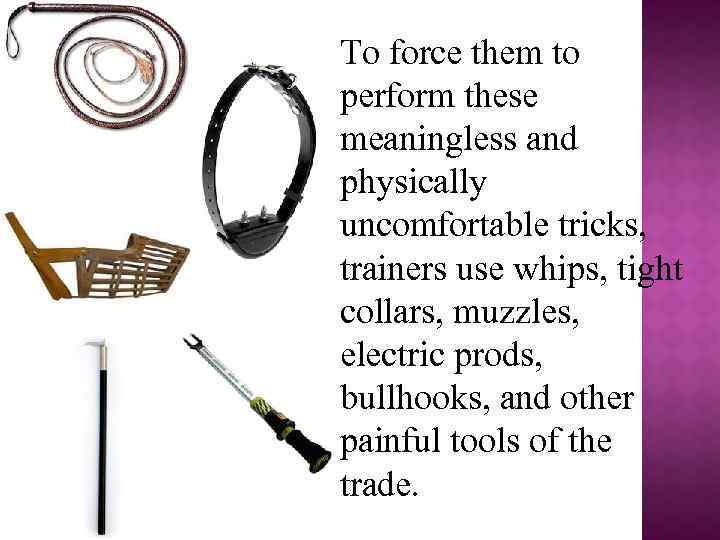 To force them to perform these meaningless and physically uncomfortable tricks, trainers use whips,