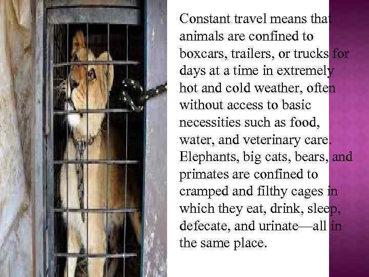 Constant travel means that animals are confined to boxcars, trailers, or trucks for days