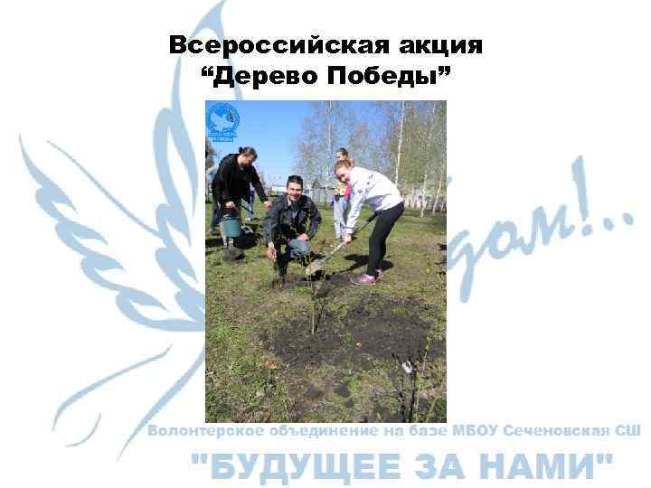 Всероссийская акция “Дерево Победы” 