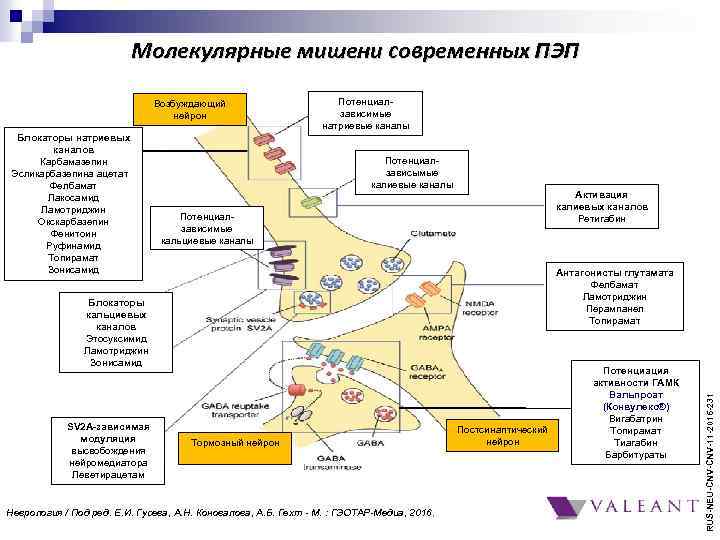 Молекулярные мишени современных ПЭП Возбуждающий нейрон Потенциалзависымые калиевые каналы Активация калиевых каналов Ретигабин Потенциалзависимые