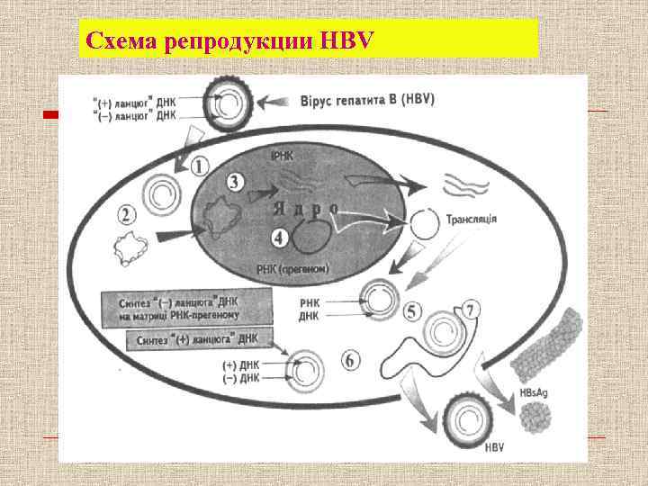 Схема репродукции герпесвируса