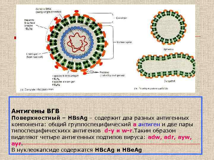 Антигену вируса гепатита в hbsag