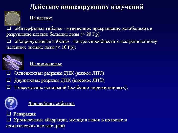 Действие ионизирующих излучений На клетку: q «Интерфазная гибель» - мгновенное прекращение метаболизма и разрушение