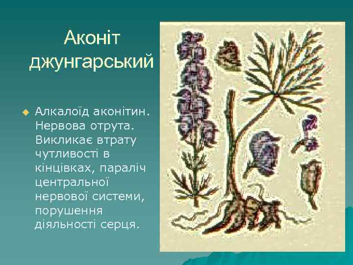 Аконіт джунгарський u Алкалоїд аконітин. Нервова отрута. Викликає втрату чутливості в кінцівках, параліч центральної