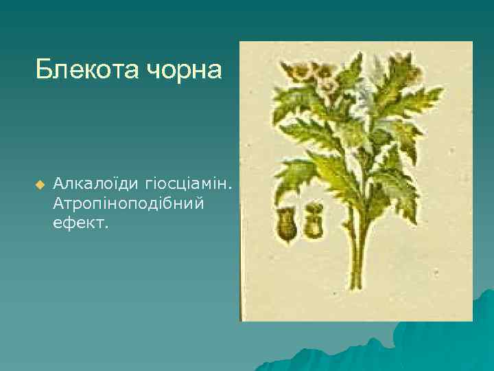 Блекота чорна u Алкалоїди гіосціамін. Атропіноподібний ефект. 