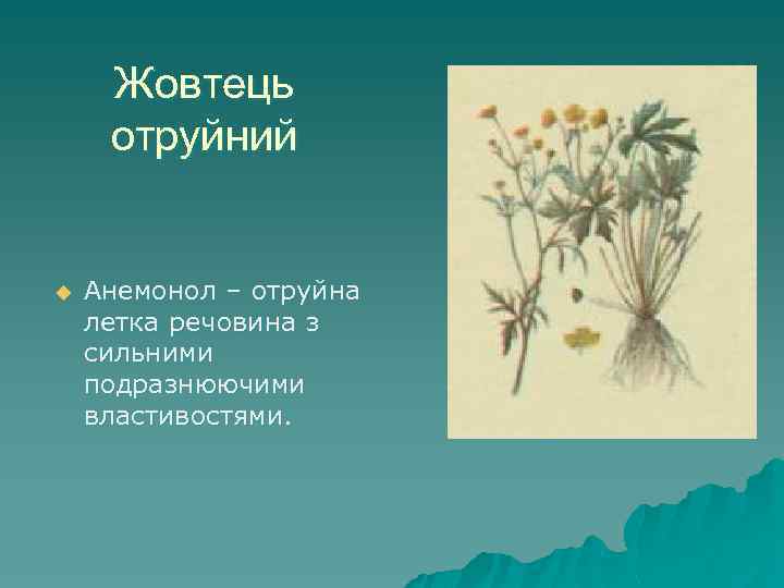 Жовтець отруйний u Анемонол – отруйна летка речовина з сильними подразнюючими властивостями. 