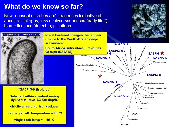 What do we know so far? New, unusual microbes and sequences indicative of ancestral