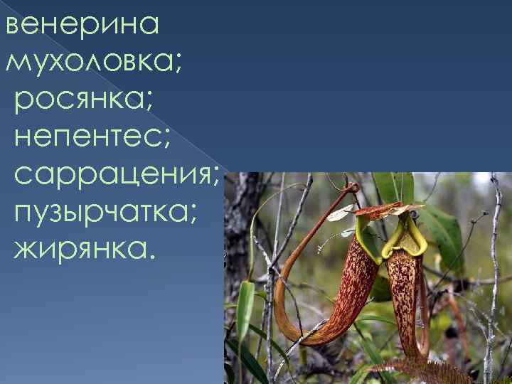 венерина мухоловка; росянка; непентес; саррацения; пузырчатка; жирянка. 