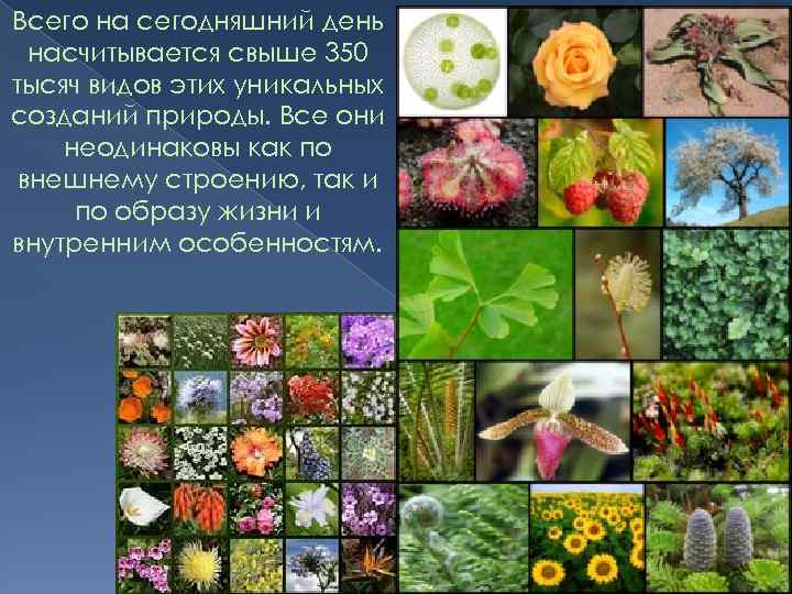 Всего на сегодняшний день насчитывается свыше 350 тысяч видов этих уникальных созданий природы. Все