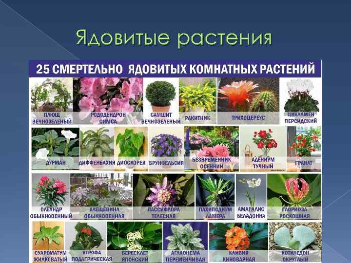 Ядовитые растения 