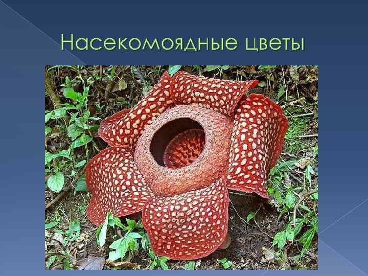 Насекомоядные цветы 