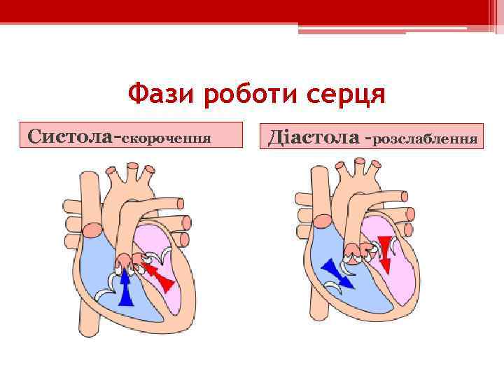 Фази роботи серця Систола-скорочення Діастола -розслаблення 