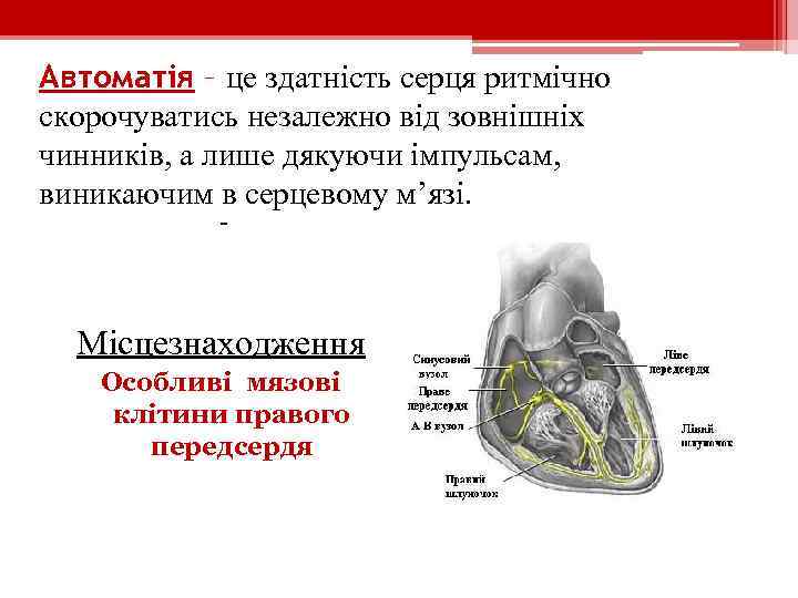 Автоматія – це здатність серця ритмічно скорочуватись незалежно від зовнішніх чинників, а лише дякуючи