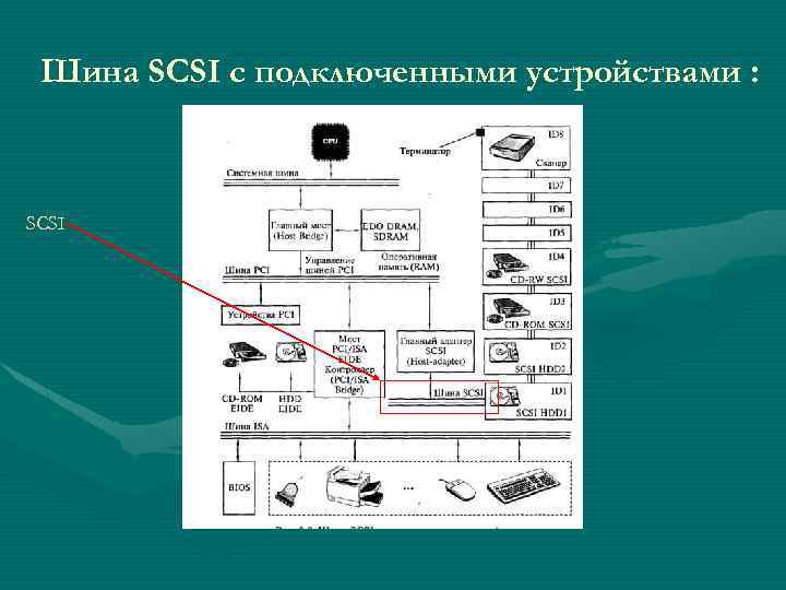 Шина SCSI с подключенными устройствами : SCSI 