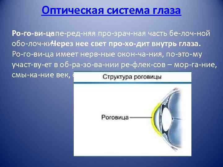 Оптическая система глаза Ро го ви ца – пе ред няя про зрач ная