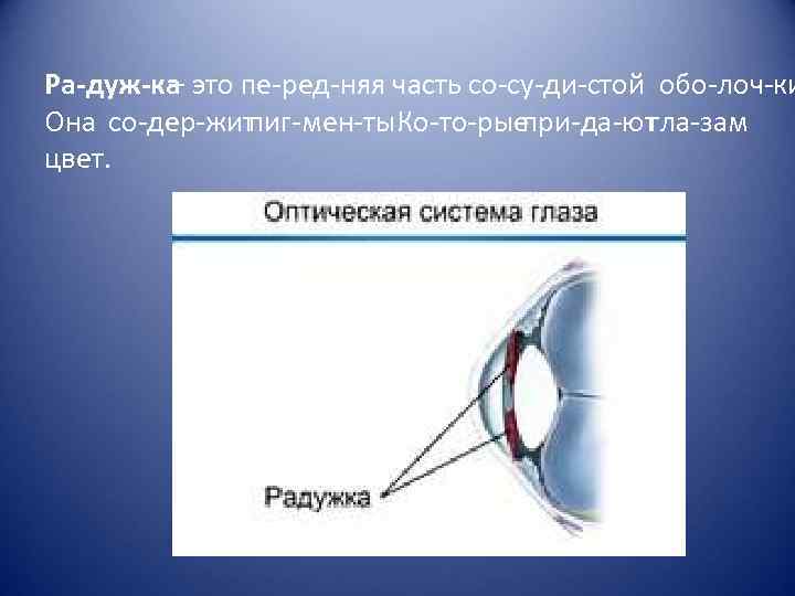 Ра дуж ка – это пе ред няя часть со су ди стой обо