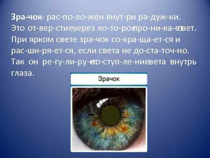 Зра чок рас по ло жен внут ри ра дуж ки. Это от вер