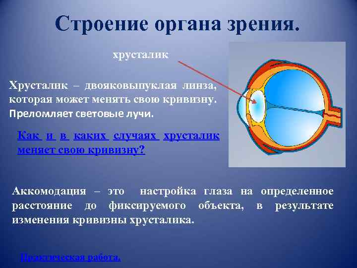 Строение органа зрения. хрусталик Хрусталик – двояковыпуклая линза, которая может менять свою кривизну. Преломляет