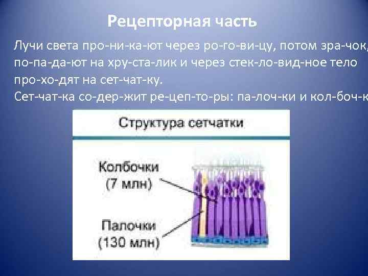 Рецепторная часть Лучи света про ни ка ют через ро го ви цу, потом