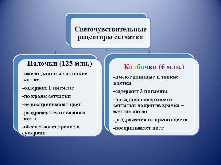 Светочувствительные рецепторы сетчатки Палочки (125 млн. ) -имеют длинные и тонкие клетки -содержит 1