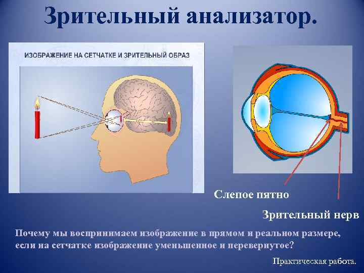 Зрительный анализатор. Слепое пятно Зрительный нерв Почему мы воспринимаем изображение в прямом и реальном