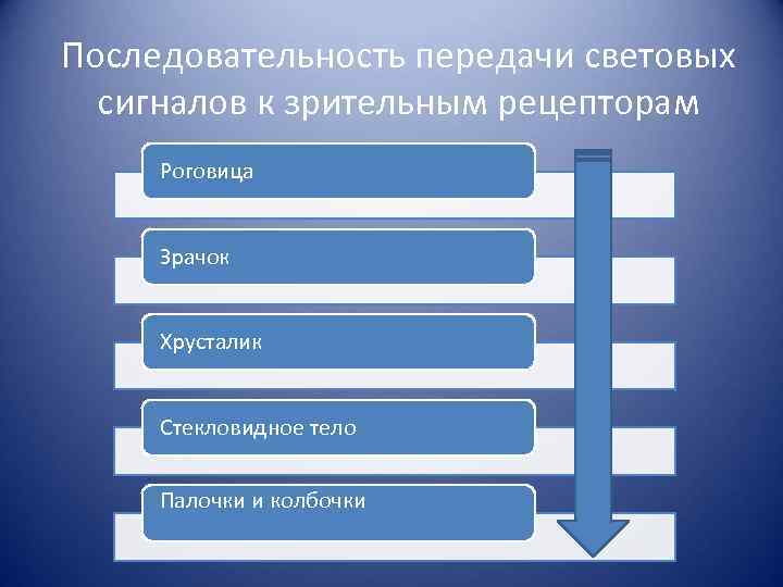 Последовательность передачи световых сигналов к зрительным рецепторам Роговица Зрачок Хрусталик Стекловидное тело Палочки и