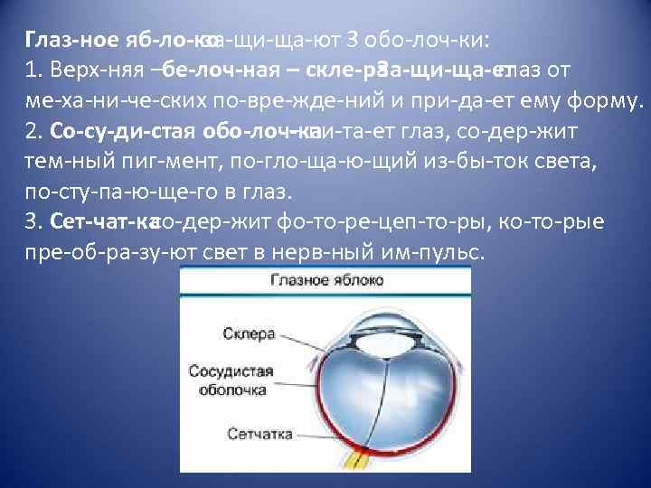 Глаз ное яб ло ко за щи ща ют 3 обо лоч ки: 1.