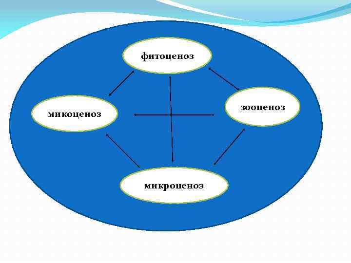 фитоценоз зооценоз микроценоз 