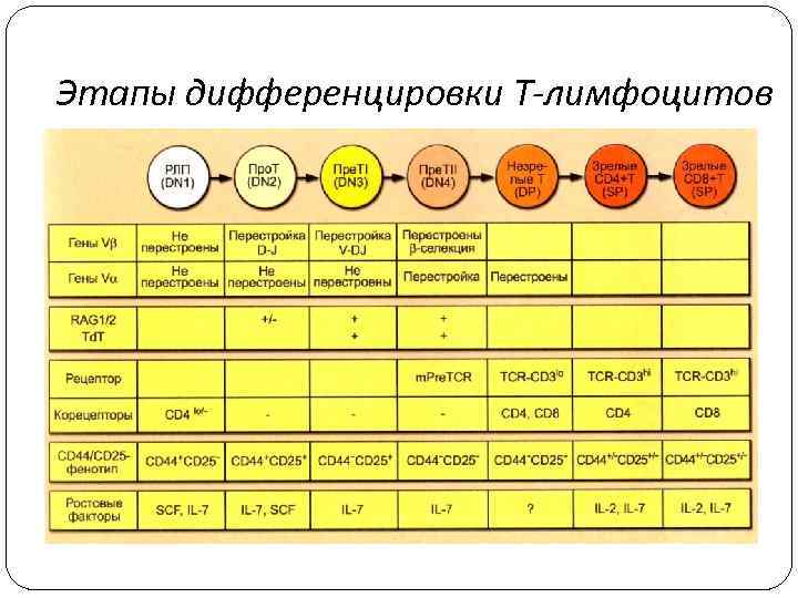 Этапы дифференцировки Т-лимфоцитов 