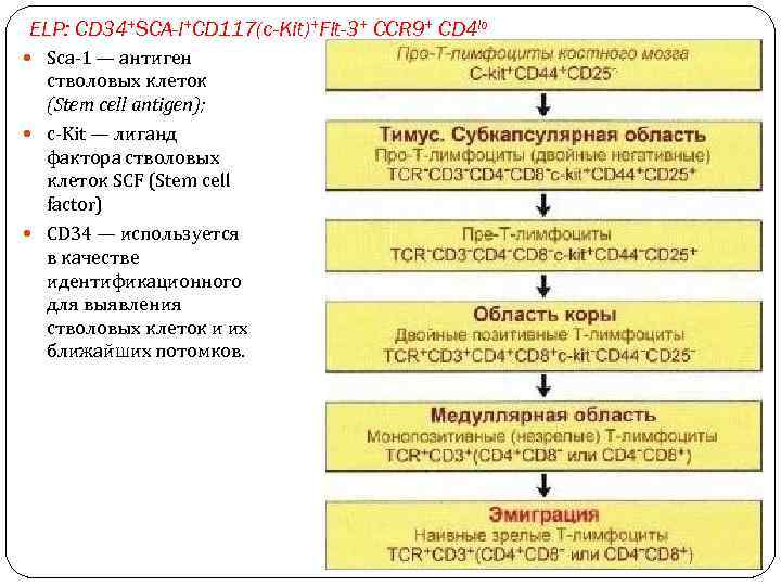 ELP: CD 34+SCA-l+CD 117(c-Kit)+Flt-3+ CCR 9+ CD 4 lo Sca-1 — антиген стволовых клеток