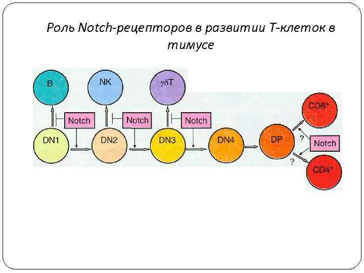 Роль Notch-рецепторов в развитии Т-клеток в тимусе 