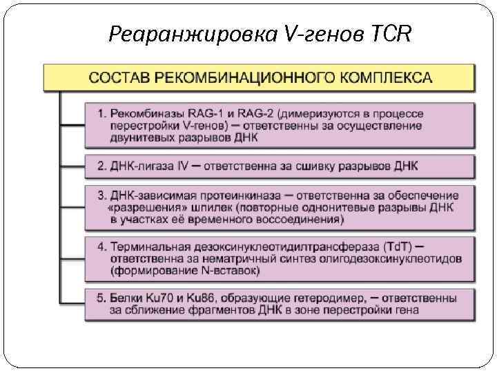 Реаранжировка V-генов TCR 