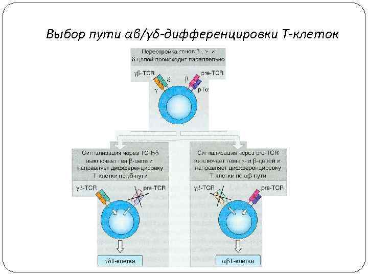 Выбор пути αβ/γδ-дифференцировки Т-клеток 