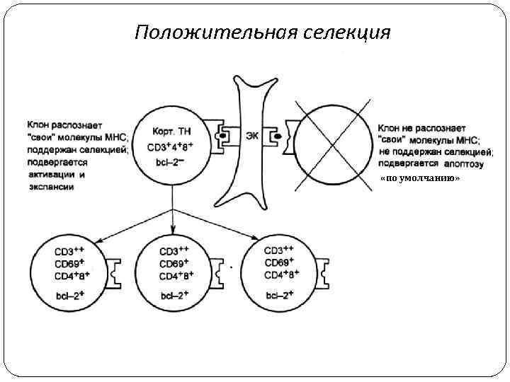 Положительная селекция «по умолчанию» 