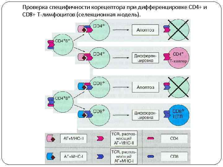 Проверка специфичности корецептора при дифференцировке CD 4+ и CD 8+ Т-лимфоцитов (селекционная модель). 