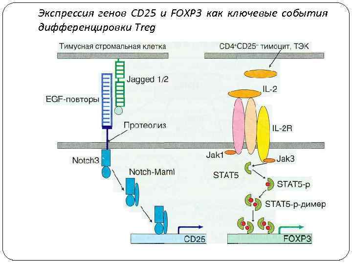 Экспрессия генов CD 25 и FOXP 3 как ключевые события дифференцировки Treg 