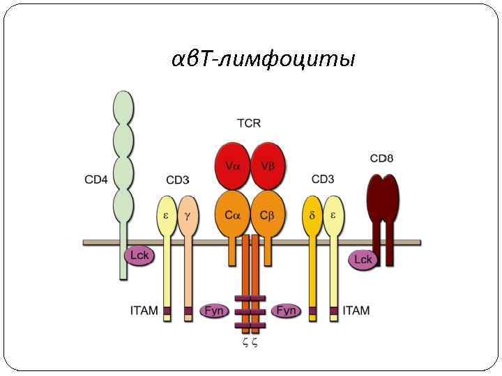 αβТ-лимфоциты 