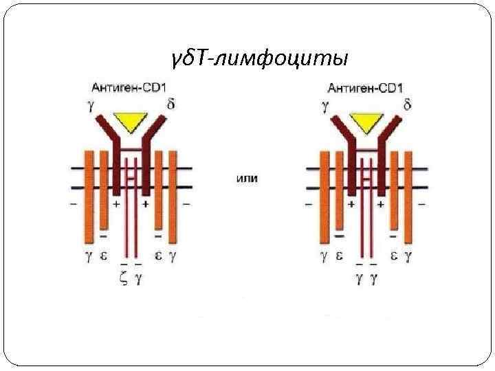 γδT-лимфоциты 