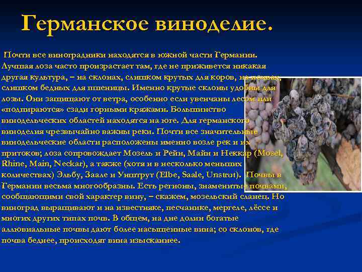 Германское виноделие. Почти все виноградники находятся в южной части Германии. Лучшая лоза часто произрастает